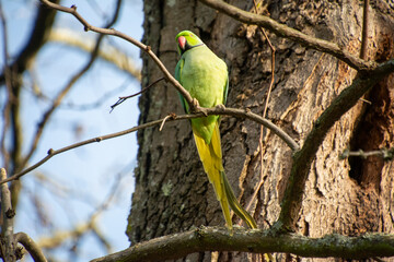 Rose-ringed Parakeet
