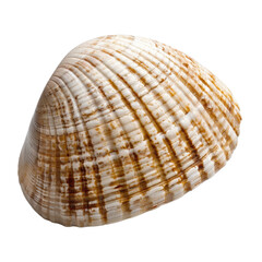 Obraz premium beautiful, smooth shell with unique pattern of stripes and natural beige color, perfect for beach themed decor or marine life studies