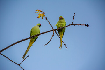 Rose-ringed Parakeet