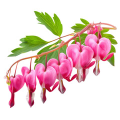 beautiful arrangement of pink bleeding heart flowers with green leaves, showcasing their delicate and unique shape, perfect for floral designs and nature themes