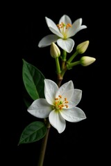 White flowers and isolated branches against black background, white flowers, isolated