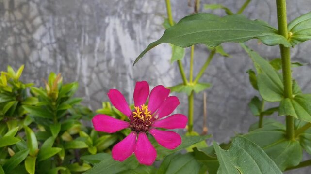 Beautiful pink zinnia flowers on cement background. Also known as Kembang Ratna.