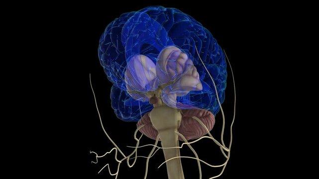 human brain anatomy for medical concept 3D rendering
