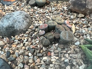 A collection of lithops, or living stones, nestled among gravel and rocks, showcasing their unique textures and colors in a natural setting.