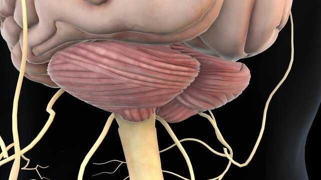 human brain cerebellum anatomy for medical concept 3D rendering