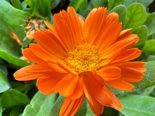 A vibrant orange flower blooms amidst lush green foliage, showcasing its intricate petals and bright yellow center.