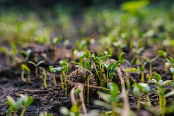 Seed small plantation growth outdoor park sunset light