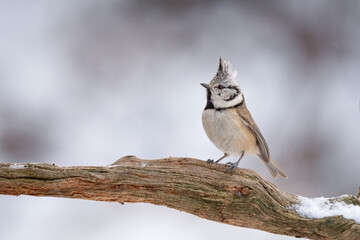 Close-up of a European crested tit (Lophophanes cristatus) sitting on a branch with blurred background, emphasizing the details of bird. Natural light, winter photo. 