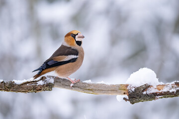 Close-up of a hawfinch (Coccothraustes coccothraustes) sitting on a branch in snowy winter conditions. The background is blurred, emphasizing the details of bird. Natural light, winter photo. 