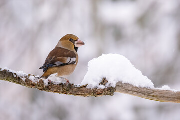 Close-up of a hawfinch (Coccothraustes coccothraustes) sitting on a branch in snowy winter conditions. The background is blurred, emphasizing the details of bird. Natural light, winter photo. 