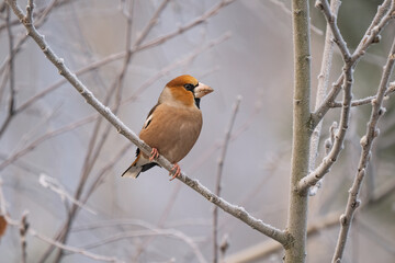Close-up of a hawfinch (Coccothraustes coccothraustes) sitting on a branch in snowy winter conditions. The background is blurred, emphasizing the details of bird. Natural light, winter photo. 