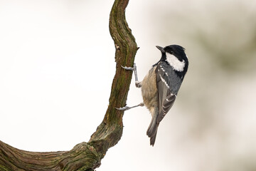 Close-up of a coal tit (Periparus ater) sitting on a branch with blurred background, emphasizing the details of bird. Natural light, winter photo. 
