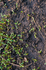 Seed small plantation growth outdoor park sunset light