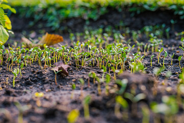 Seed small plantation growth outdoor park sunset light