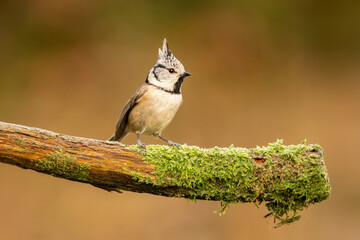 Close-up of a European crested tit (Lophophanes cristatus) sitting on a branch with blurred background, emphasizing the details of bird. Natural light, winter photo. 