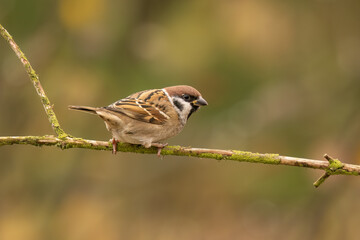 Close-up of a sparrow (Passer montanus) sitting on a branch with blurred background, emphasizing the details of bird. Natural light.