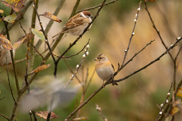  Close-up of a Brambling (Fringilla montifringilla) sitting on a branch in snowy winter conditions. The background is blurred, emphasizing the details of bird. Natural light, autumn photo.