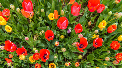Top view a colorful flowerbed with tulips