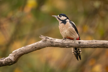 Close-up of a Great spotted woodpecker (Dendrocopos major) sitting on a branch with blurred background, emphasizing the details of bird. Natural light, winter photo. 