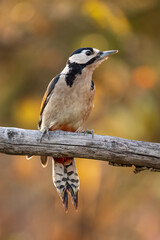 Close-up of a Great spotted woodpecker (Dendrocopos major) sitting on a branch with blurred background, emphasizing the details of bird. Natural light, winter photo. 