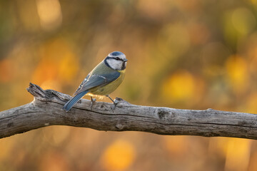Close-up of a Eurasian blue tit  (Cyanistes caeruleus) sitting on a branch in snowy winter conditions. The background is blurred, emphasizing the details of bird. Natural light, winter photo. 