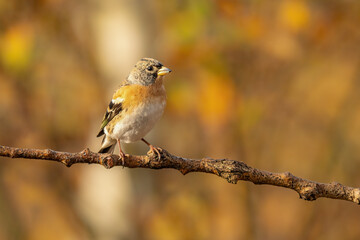 Close-up of a Brambling (Fringilla montifringilla) sitting on a branch in snowy winter conditions. The background is blurred, emphasizing the details of bird. Natural light, autumn photo.