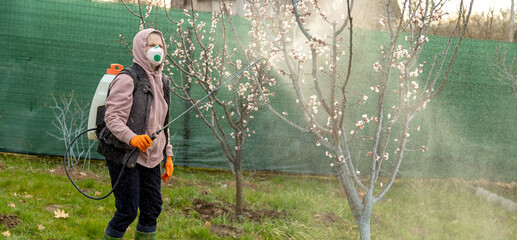 Woman spraying fungicides on a flowering fruit tree against plant and pest diseases. Used...