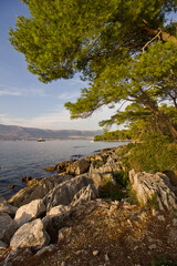 stony shore of the Adriatic Sea. Landscape with trees on the seashore.
