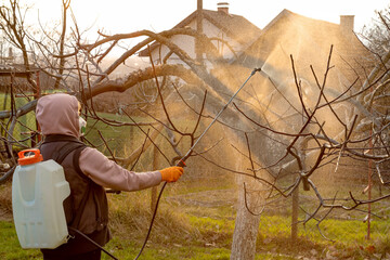 Woman spraying fungicides on a flowering fruit tree against plant and pest diseases. Used...