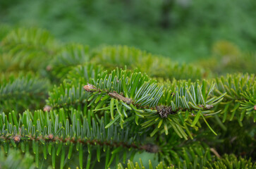  Abies nordmanniana 'Pendula' tree branches with fresh green spruce against natural blurred background. Closeup outdoors photo. Landcaping ,growing evergreen coniferous tree concept.Free copy  space.