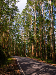 Rural road passing through pine trees forest at Munnar, Famous tourist place