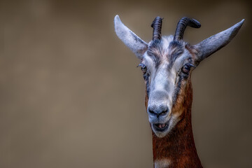 Close-up portrait of a gazelle with curved backward horns, wide expressive eyes, and sleek tan fur against a neutral brown background