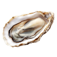 A vibrant, open oyster displays its interior, highlighting its natural textures and colors.