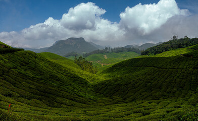 Obraz premium Beautiful tea gardens surrounded by Mountains is a tourist place in South India, Kerala, Munnar.