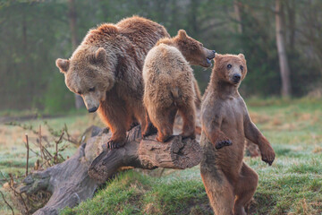  Two brown bear cub and the mother 