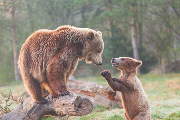 brown bear cub and  big brown bear playing © Maria