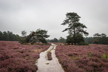L&uuml;neburger Heide