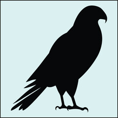 Obraz premium Falcon Silhouette, Flight