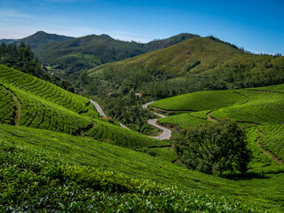 Beautiful tea gardens surrounded by Mountains is a tourist place in South India, Kerala, Munnar.