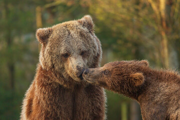 brown bear cub and  big brown bear © Maria