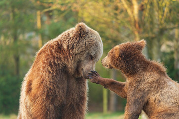 Obraz premium brown bear cub and big brown bear playing