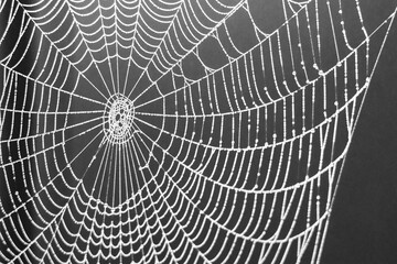 Spinnennetz