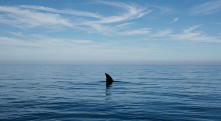 Obraz premium Fin Appearing Above Calm Ocean Water Under a Blue Sky