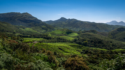 Tea plantations Kerala, India. Beautiful tea gardens surrounded by Mountains is a tourist place in South India,