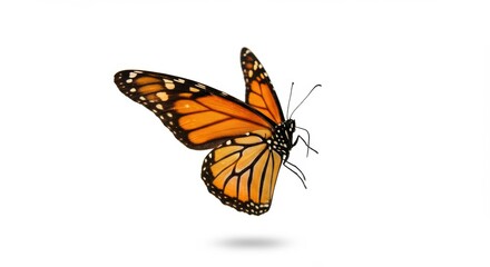Obraz premium Monarch butterfly hovering with soft drop shadow