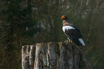 Sea eagle sitting on a tree stump
