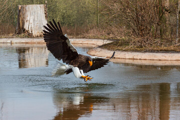 Sea eagle flying near the water