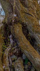 根本から咲く桜　高遠城址公園