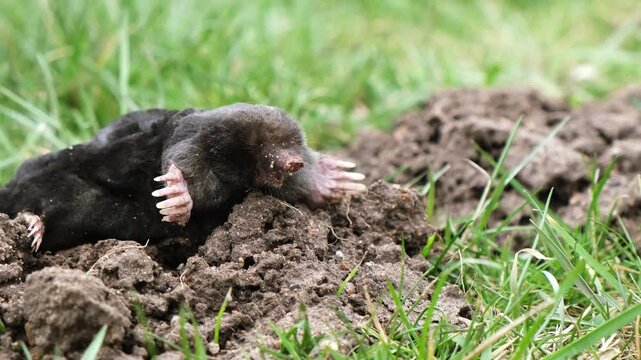 A mole is on the surface of molehill among green grass in the garden. Talpa europaea side view close-up. Dead animal with black fur. Garden pest concept. Lawn saving problems. High quality 4k footage.