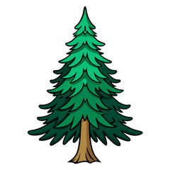  Bold Fraser Fir Tree Illustration on White Background